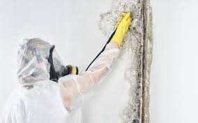 Mold Remediation for Vacation Homes